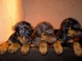 Nuova cucciolata di cuccioli di Dobermann Vom Jagerfuss